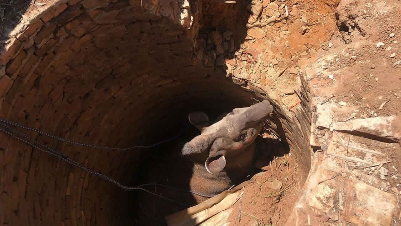 Corpo de Bombeiros trabalham duro para retirar Anta de 300 quilos presa em fossa de João Pinheiro