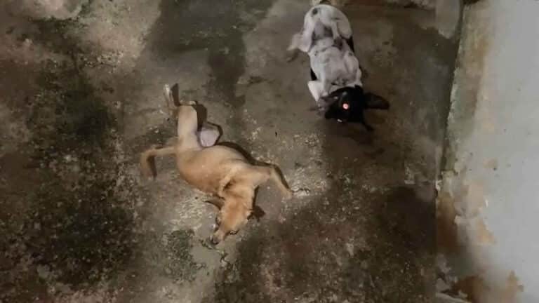 Crueldade: cachorrinhas são envenenadas com chumbinho no Bairro Alvorada; Sofia e Dudinha seguem em tratamento