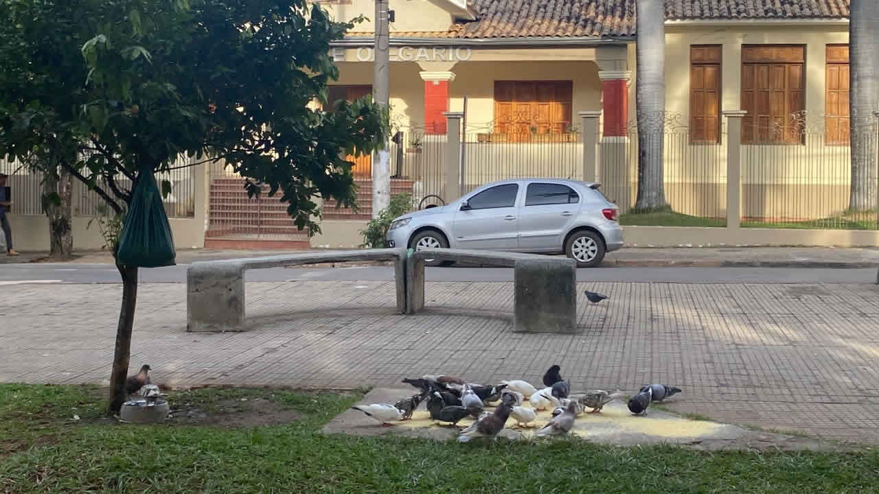 Infestação de pombos no Centro causa transtornos e preocupa comerciantes e pais de alunos em João Pinheiro