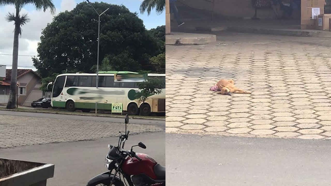 Jovem acusa motorista de ter atropelado cachorro de propósito na Rodoviária de João Pinheiro