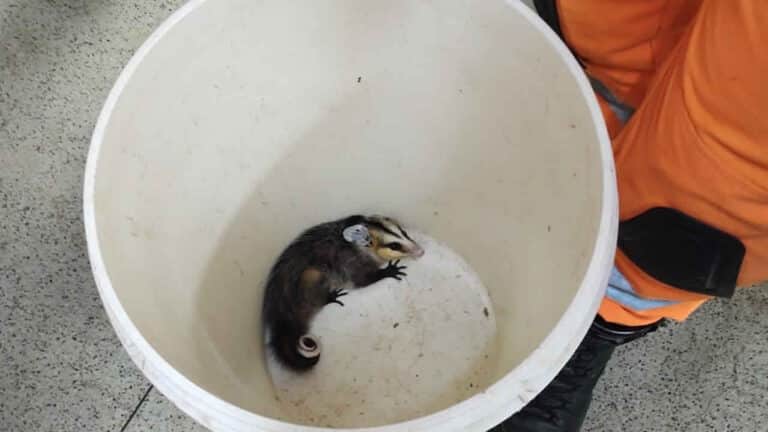 Gambá é encontrado dentro do bloco cirúrgico do Hospital Municipal de João Pinheiro; Corpo de Bombeiros efetuou o resgate