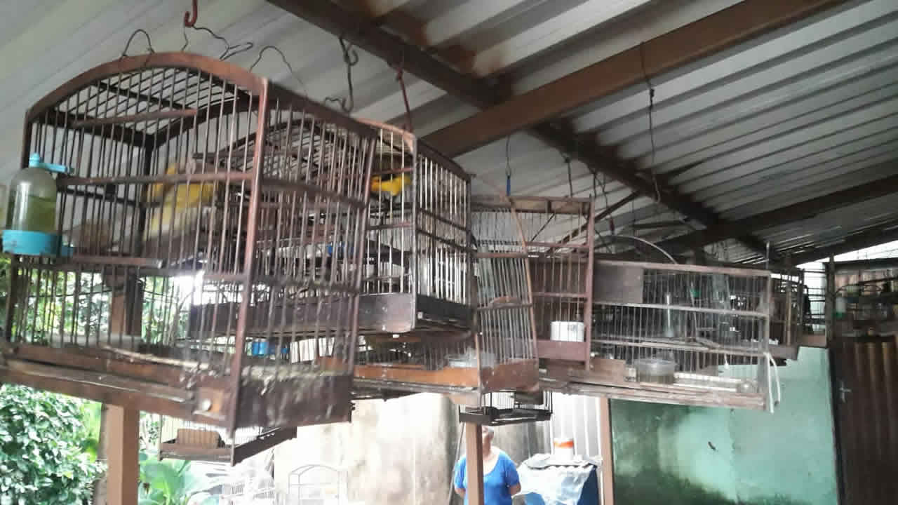 PM de Meio Ambiente devolve 25 aves que eram mantidas em cativeiro por idoso de 81 anos em João Pinheiro