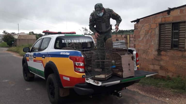 PM de Meio Ambiente devolve 25 aves que eram mantidas em cativeiro por idoso de 81 anos em João Pinheiro