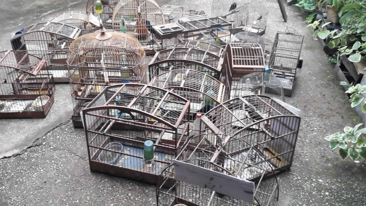 PM de Meio Ambiente devolve 25 aves que eram mantidas em cativeiro por idoso de 81 anos em João Pinheiro