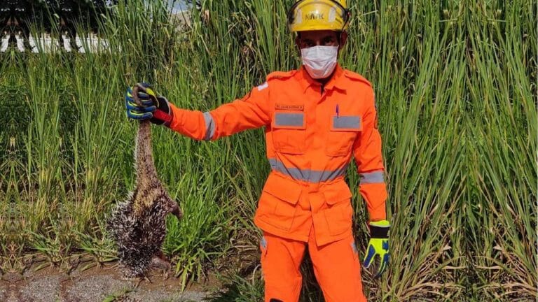 Corpo de Bombeiros resgata ouriço no meio da rua no Bairro Esplanada em João Pinheiro