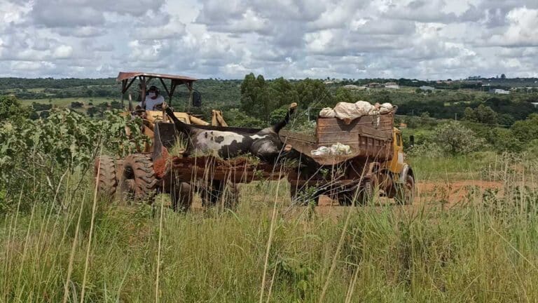 Vaca morre nos fundos de lote vago e moradores reclamam de mal cheiro em João Pinheiro