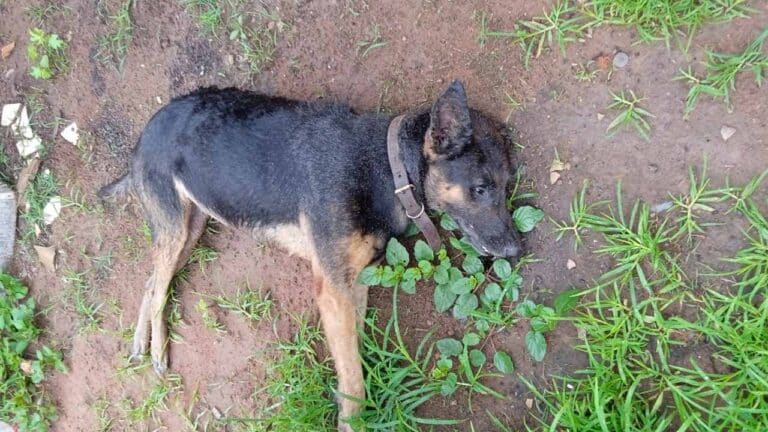 Cachorros são envenenados em casa e dona dos animais se revolta em Luizlândia do Oeste (JK)