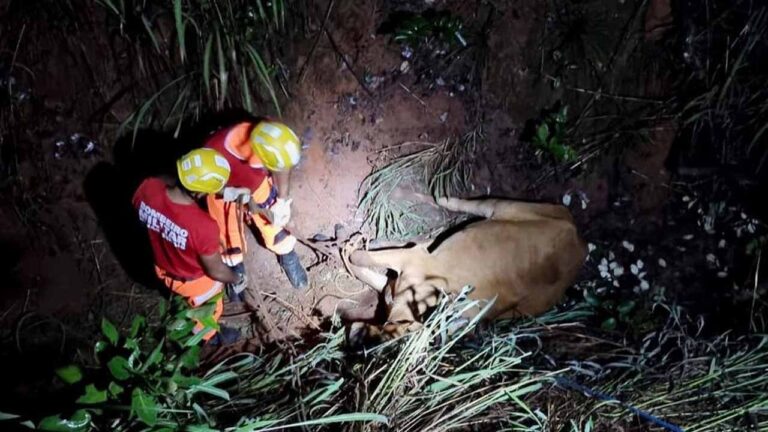 Corpo de Bombeiros resgata vaca que caiu em barranco de 5 metros na BR-040, em João Pinheiro