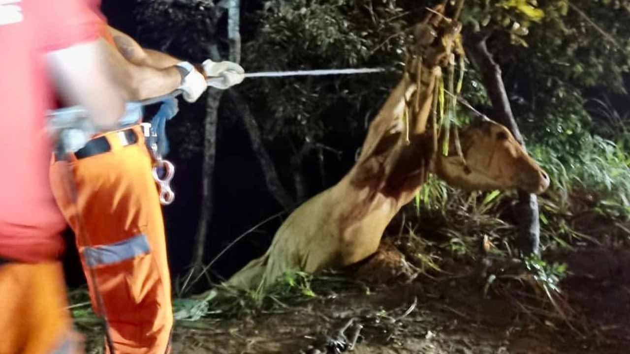 Corpo de Bombeiros resgata vaca que caiu em barranco de 5 metros na BR-040, em João Pinheiro
