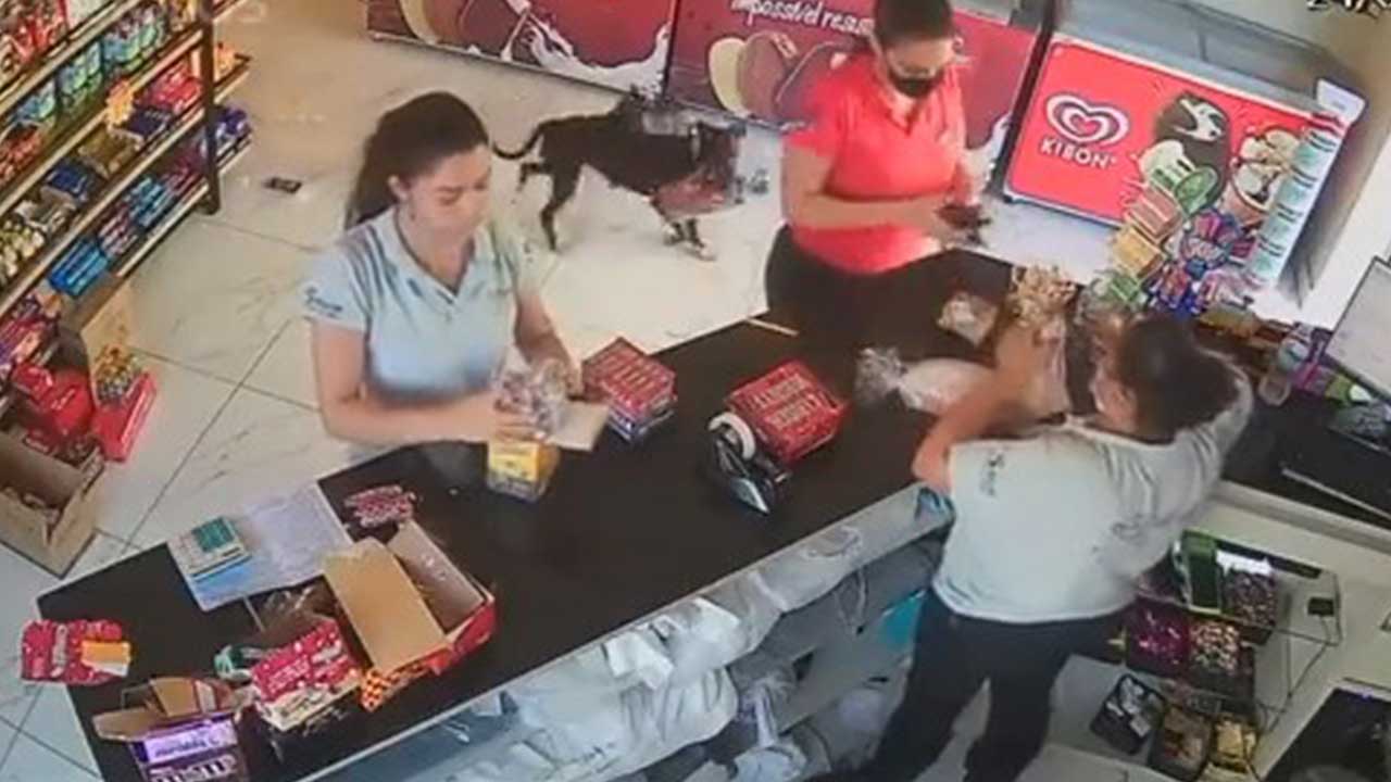 Vídeo: Cachorro 'furta' pães e divide pacote com 'comparsas' em Minas Gerais