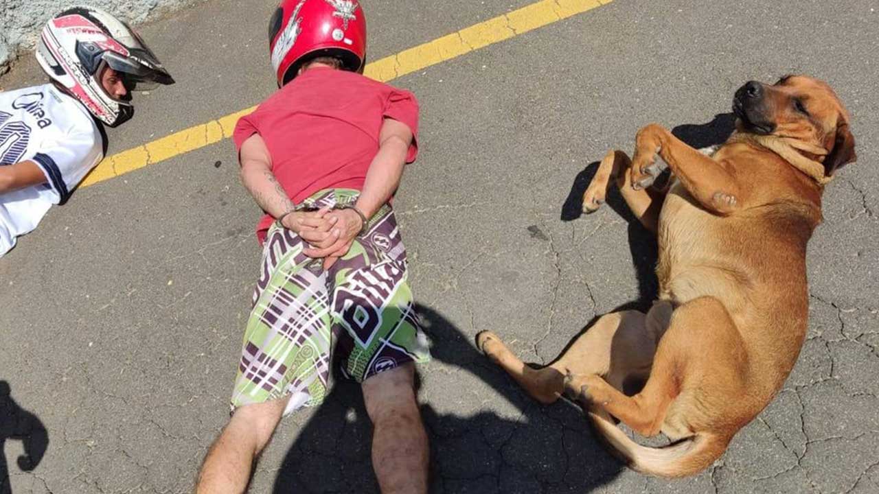 Cachorro de rua deita ao lado de suspeitos durante abordagem e coloca patas 'pro ar'