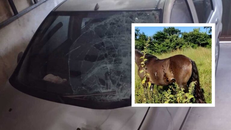 Cavalo solto na rua causa acidente de trânsito e motorista pede ajuda para encontrar dono do animal