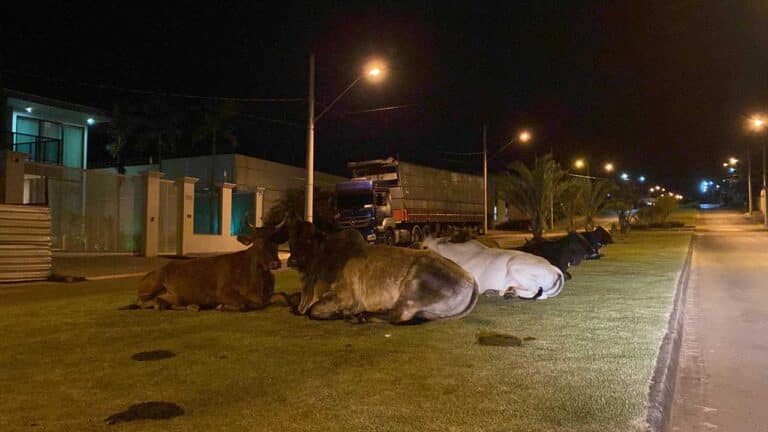 Canteiro da Avenida Mario José da Silveira é transformado em “curral” por fazendeiro em João Pinheiro