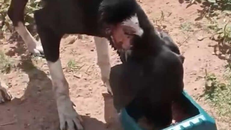 Mãe e filha resgatam cão que estava sendo comido vivo por larvas em JK; saiba como ajudar