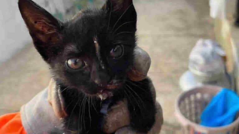 Corpo de Bombeiros de João Pinheiro resgata gatinho preso em cano de PVC ligado à calha de residência