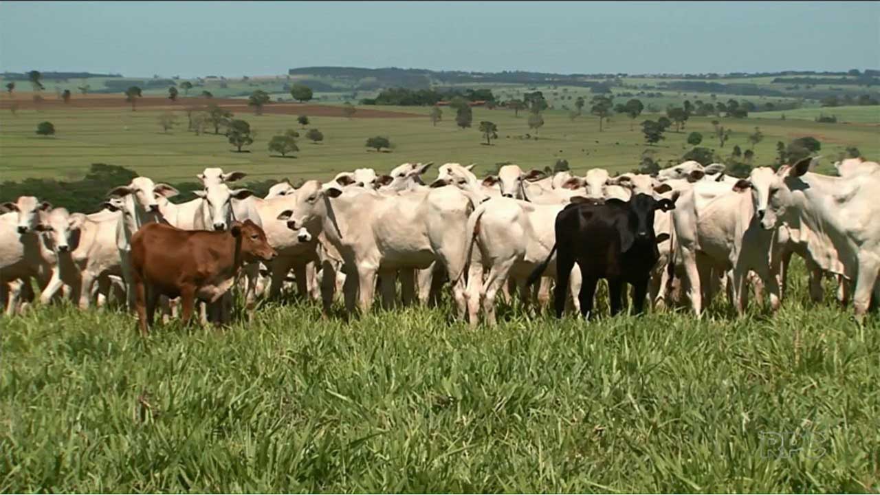 Criminosos roubam mais de 80 cabeças de gado de fazenda localizada na região de São Pedro, em Paracatu