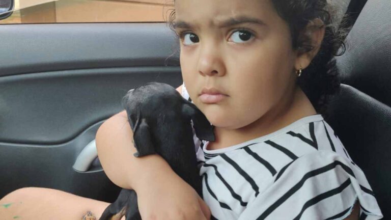 Família encontra Pinsher após reportagem do JP Agora; casal afirma ter resgatado animal da rua