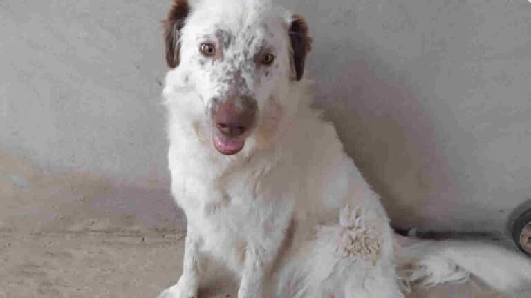 Família pede ajuda para encontrar cachorrinha Border Collie que está desaparecida há dois dias em João Pinheiro