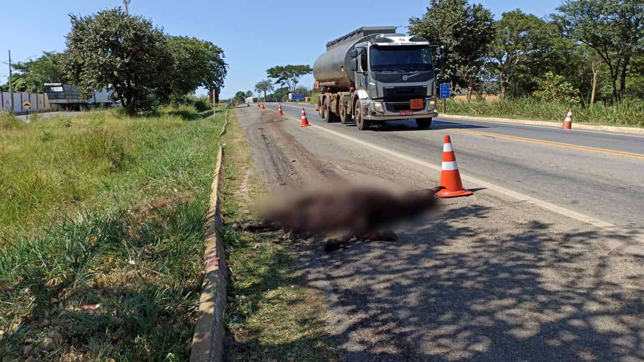 Tragédia anunciada: cavalo solto às margens da BR-040 é atropelado no perímetro urbano de João Pinheiro