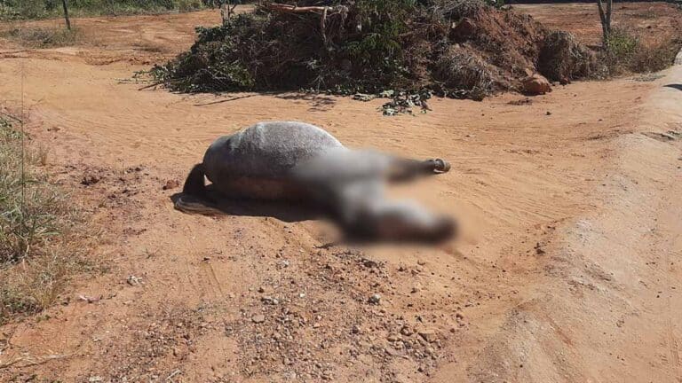 Cavalo é morto a pauladas pelo próprio dono no bairro Porto, em Brasilândia de Minas