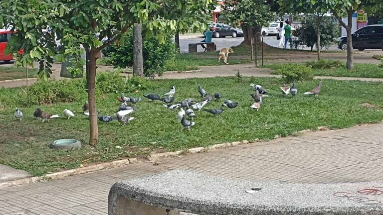 Projeto que proíbe alimentação de pombos em João Pinheiro é aprovado e segue para sanção do prefeito