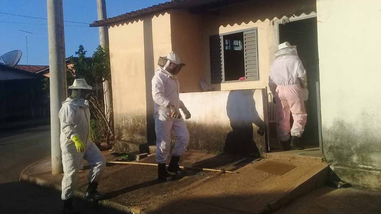 Enxame de abelhas ataca idosas dentro de casa e mata cachorro em Patos de Minas