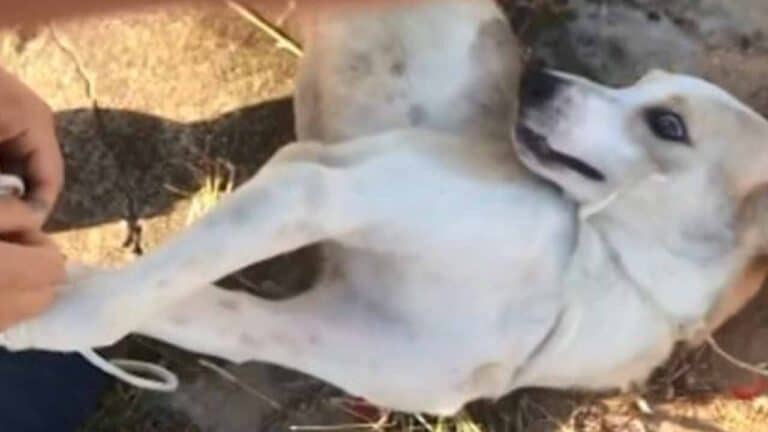Idosa é presa após dar maço de cigarro a homem para jogar o cachorro dela em córrego em Minas