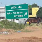 Até quando? Cavalos soltos às margens da BR-040 continuam trazendo riscos em João Pinheiro