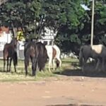 Até quando? Cavalos soltos às margens da BR-040 continuam trazendo riscos em João Pinheiro