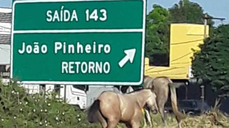 Até quando? Cavalos soltos às margens da BR-040 continuam trazendo riscos em João Pinheiro