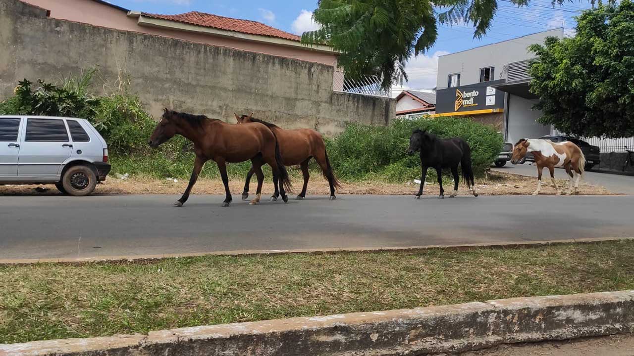Manada de cavalos atravessa BR-040 e segue transitando livremente pelas ruas do Centro de João Pinheiro