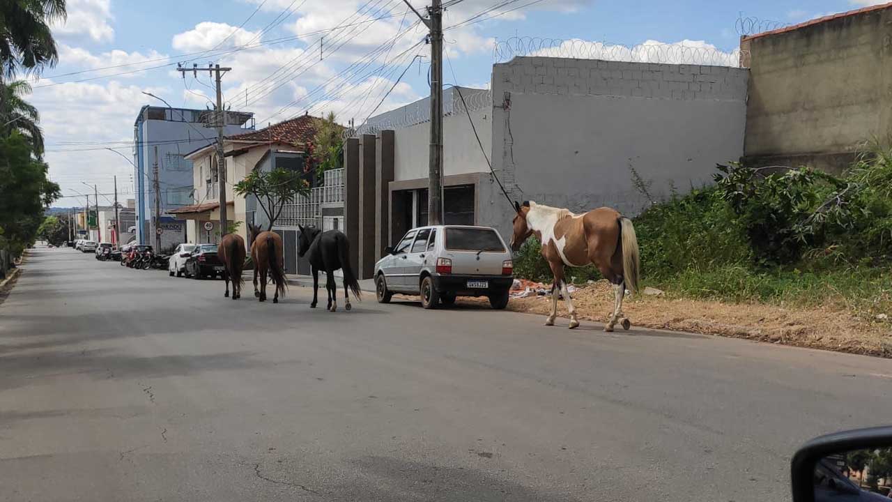 Manada de cavalos atravessa BR-040 e segue transitando livremente pelas ruas do Centro de João Pinheiro