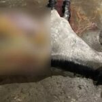 Polícia fecha abatedouro clandestino de cavalos que abastecia açougue em MG