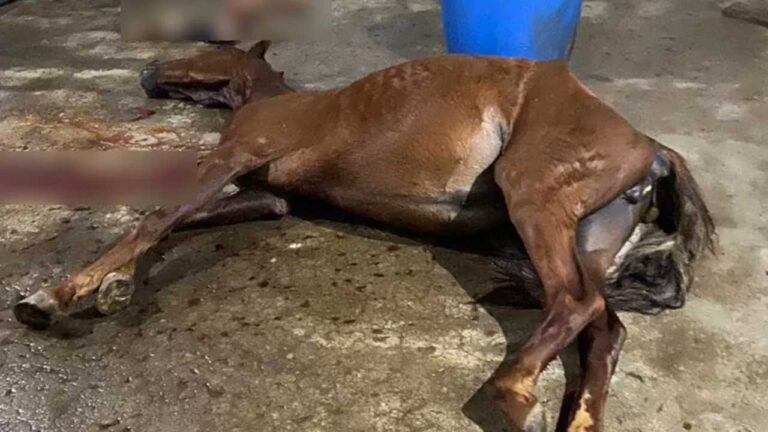 Abatedouro que vendia carne de cavalo para açougue é fechado em Minas Gerais Quatro pessoas foram presas pela Polícia Civil em um abatedouro clandestino, no município de Mercês, na Zona da Mata, que estaria vendendo carne de cavalo para um açougue na região de Ubá, também na região. Os homens de 28, 29, 42 e 44 anos foram presos na última segunda-feira, 16 de maio, por falsificação, corrupção, adulteração ou alteração de produtos alimentícios. Veja a notícia completa em jpagora.com LINK NOS STORIES! #jp #jpagora #jpnotícias #notícias #carne #cavalo #abatedouro #matador #clandestino #pc #pcmg #minasgerais