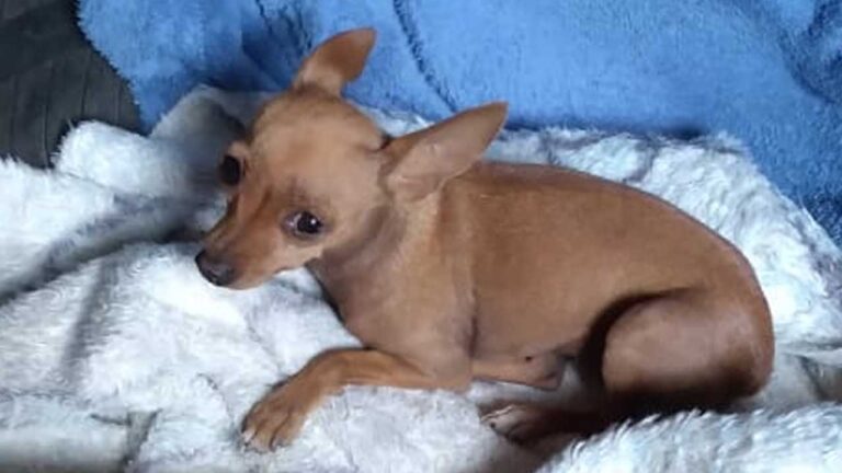 Família pede ajuda para encontrar cadelinha Pinscher desaparecida no Bairro União, em João Pinheiro