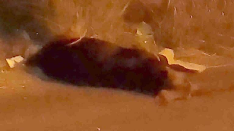 Covardia: moradores do Novo Floresta denunciam massacre a cachorros por envenenamento em João Pinheiro