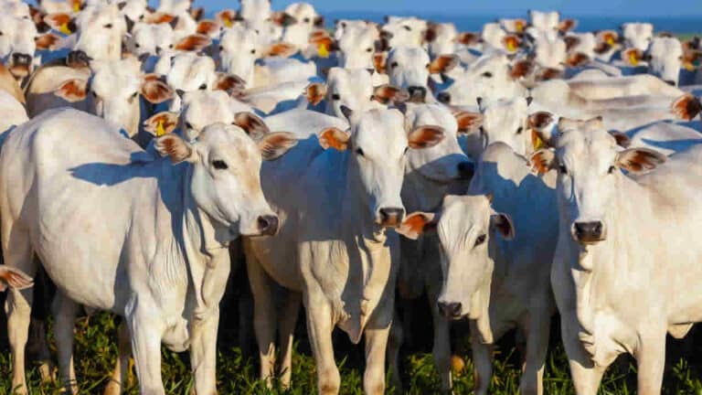 Primeira etapa de imunização contra a febre aftosa encerra na próxima terça-feira (31)
