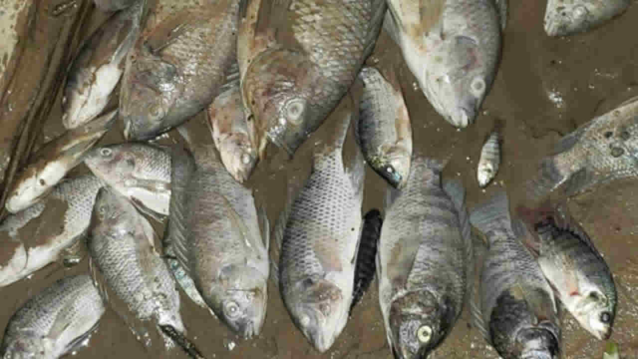 31-05-2022-peixes-mortos-lagoa-de-joão-pinheiro-feed