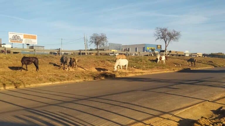 Lei que permite apreensão de animais soltos nas ruas de João Pinheiro foi sancionada com ressalvas