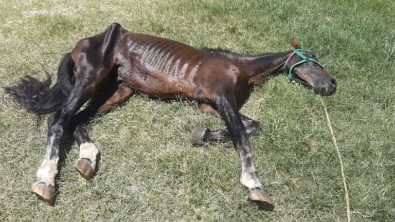 Projeto de lei quer endurecer punição a maus-tratos de cavalos