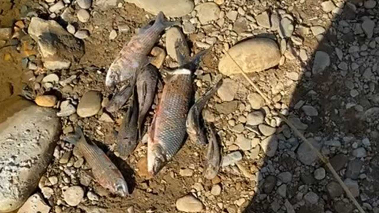 Trabalhadores encontram peixes mortos no Córrego do Cachorro e suspeitam de contaminação da água em João Pinheiro