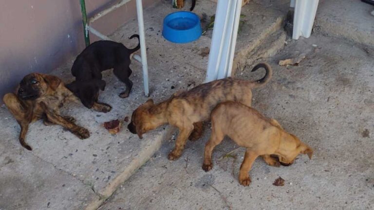 Motorista resgata filhotes abandonados em estrada rural na cidade de João Pinheiro