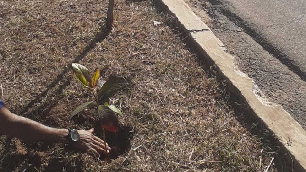 Nova árvore é plantada no canteiro da Avenida Gerson Rios após funcionária da prefeitura quebrar mudas