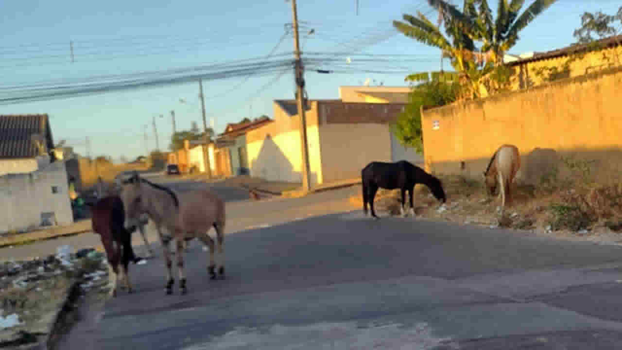 Prefeitura não cumpre lei e deixa de recolher animais de grande porte das ruas de João Pinheiro; entenda