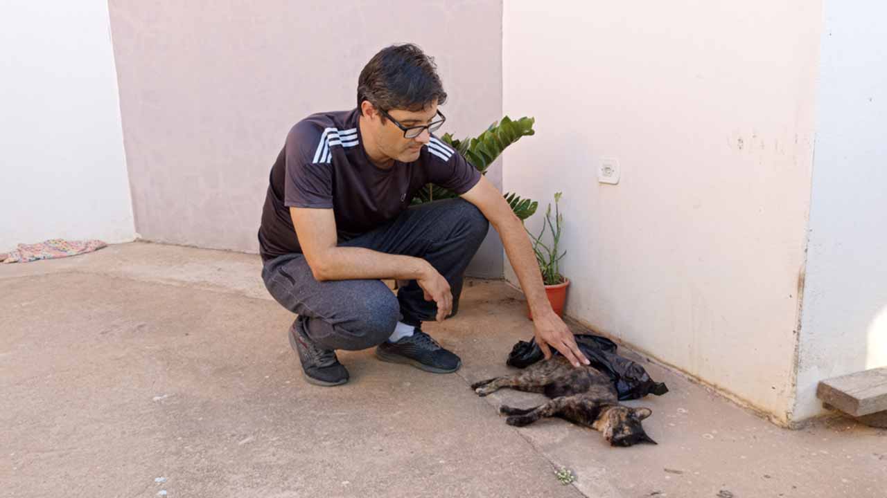 Pinheirense denuncia envenenamento de seus 11 gatos de estimação no Bairro Pôr do Sol, em João Pinheiro