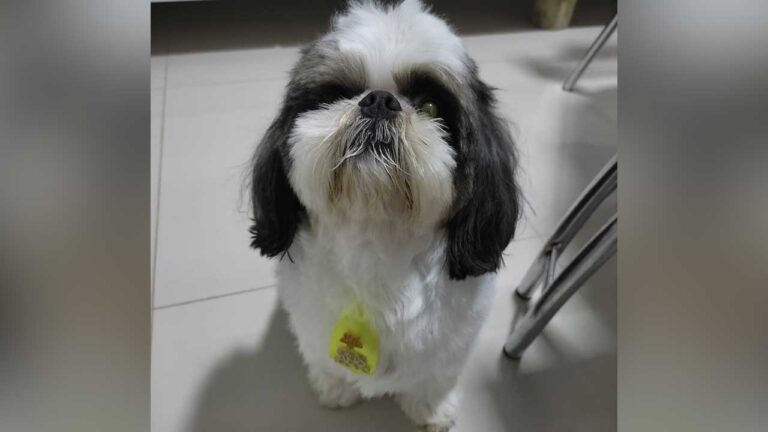 Família pede ajuda para encontrar cachorro desaparecido há 4 dias em João Pinheiro