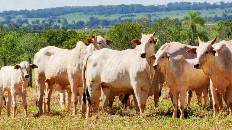Criadores de gado são condenados a recuperar danos ambientais causados em fazenda em Paracatu