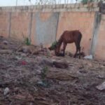 Denúncia: moradora filma cavalos presos em lote vago sem água e comida em Luizlândia do Oeste (JK)