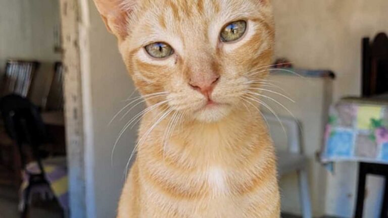 Encontre o Joaquim: família busca por gato desaparecido na Cohab, em João Pinheiro