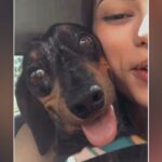 Família oferece R$500,00 de recompensa por cachorrinho desaparecido no Bairro Aeroporto, em João Pinheiro